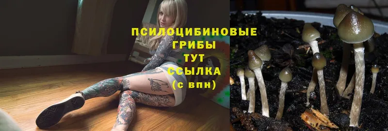 Псилоцибиновые грибы Psilocybine cubensis Семикаракорск