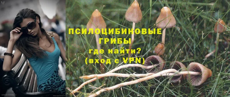 Псилоцибиновые грибы Psilocybine cubensis  Семикаракорск 